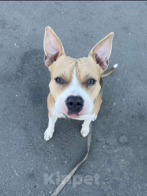 Собаки в Люберцах: Собака в добрые руки. БЕСПЛАТНО!!! Мальчик, Бесплатно - фото 1