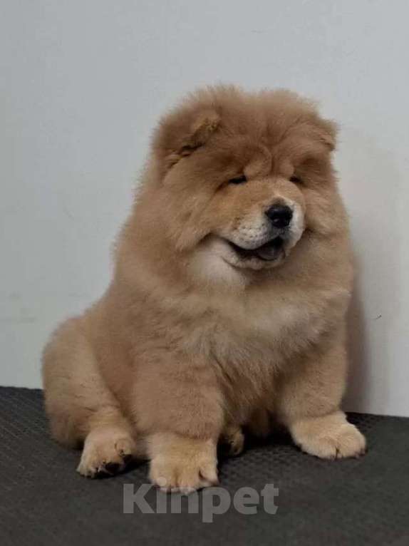 Собаки в Екатеринбурге: Щенок чау чау Мальчик, 80 000 руб. - фото 1