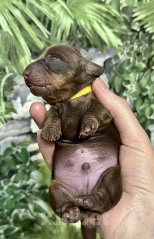 Собаки в Москве: Такса кроличья Разнополые, 70 000 руб. - фото 2