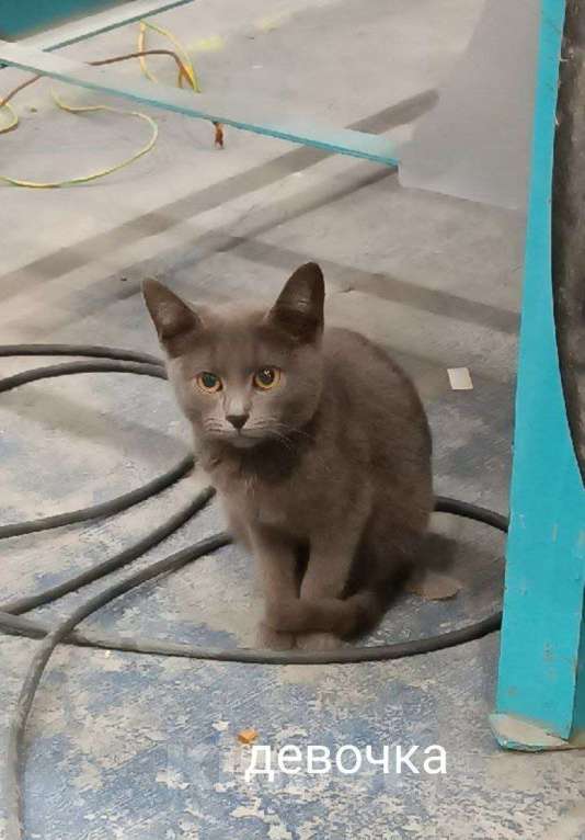 Кошки в Москве: Котята ищут дом Мальчик, Бесплатно - фото 2