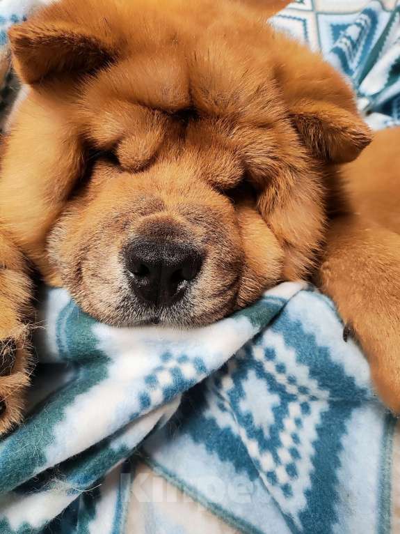 Собаки в Краснодаре: Смуф мальчик Мальчик, 50 000 руб. - фото 3