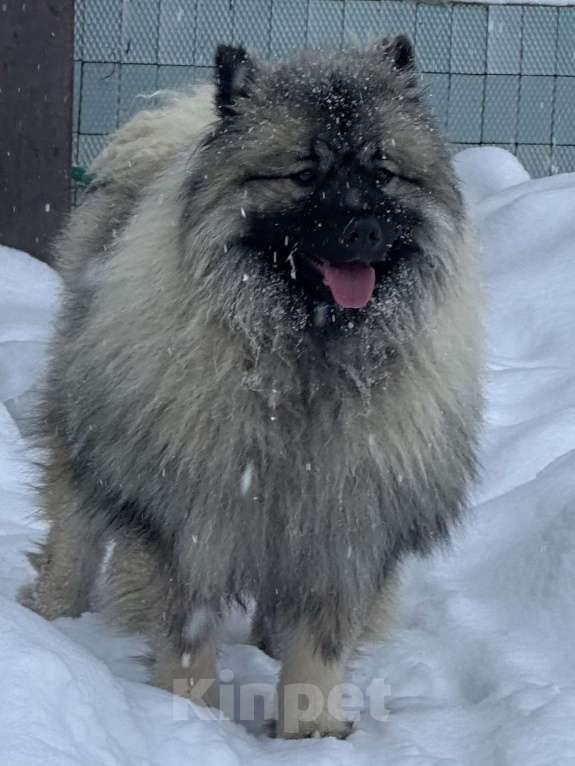 Собаки в Москве: Кобель немецкого вольфшпиц КЕЕСХОНД  Мальчик, 70 000 руб. - фото 1