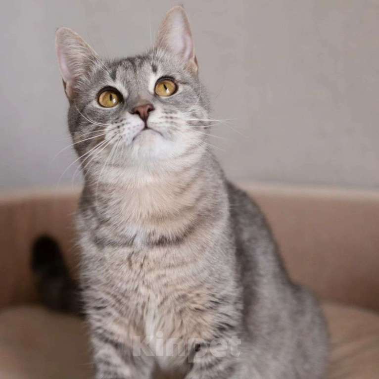 Кошки в Москве: Венеция вернется в жуткую квартиру Девочка, Бесплатно - фото 3