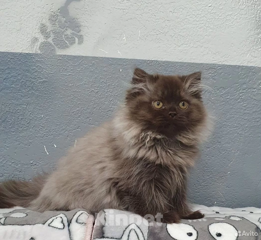 Кошки в Кирове: Британский длинношестный котенок Мальчик, 35 000 руб. - фото 1