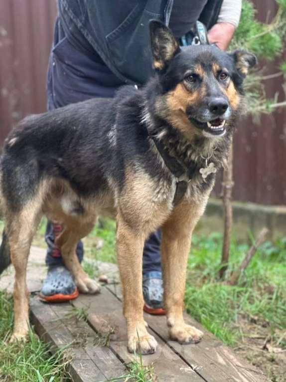 Собаки в Москве: Овчароид Мальчик, Бесплатно - фото 2
