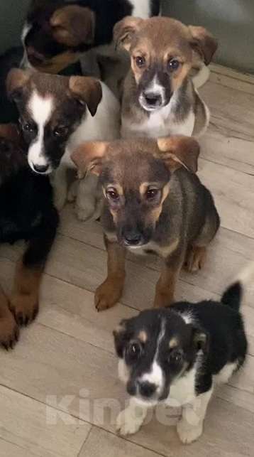 Собаки в Липецке: Щенки из приюта даром Девочка, Бесплатно - фото 8