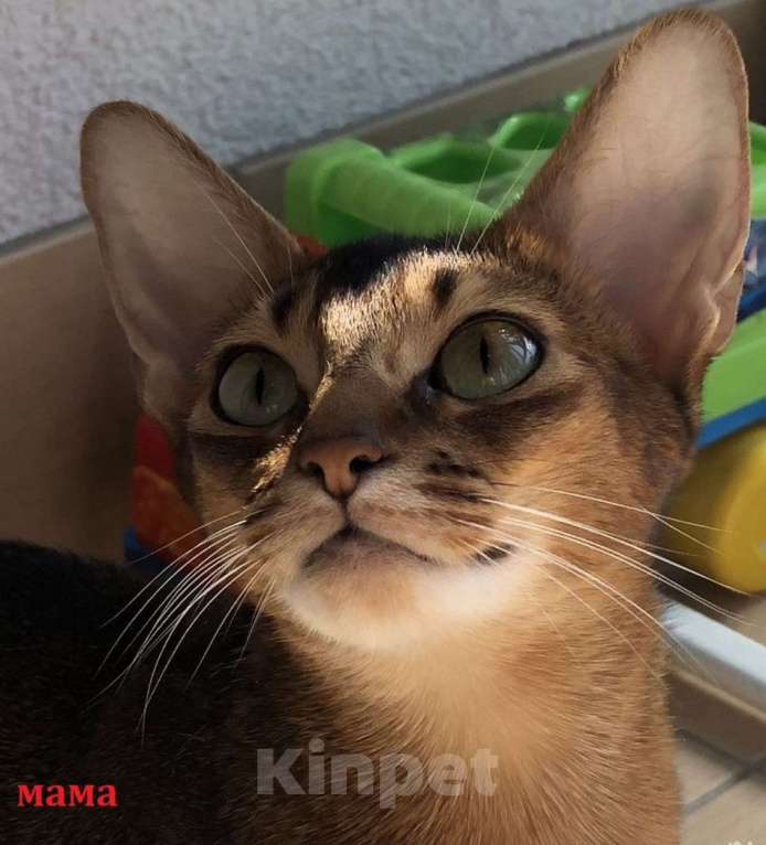 Кошки в Санкт-Петербурге: Абиссинский котенок с документами, мальчик  Мальчик, 35 000 руб. - фото 6