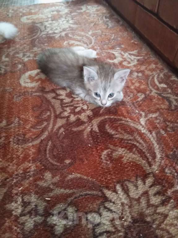 Кошки в Москве: Продам котенка порода курильский бобтейл  Мальчик, 4 000 руб. - фото 10