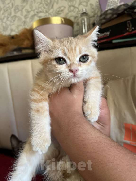 Кошки в Воронеже: Золотой британский мальчишка Мальчик, 30 000 руб. - фото 7