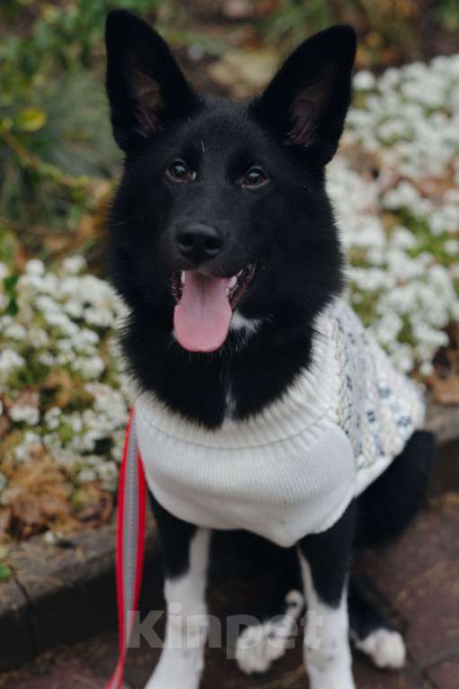 Собаки в Костроме: Бэллочка в поиске дома.  Девочка, Бесплатно - фото 4