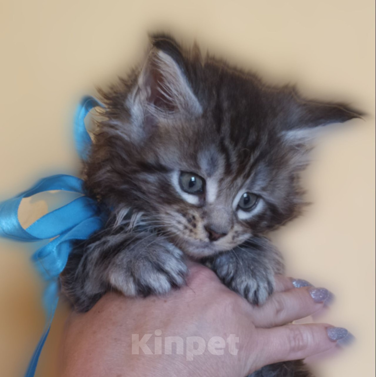 Кошки в Вязьме: Мейн Кун Девочка, Бесплатно - фото 1