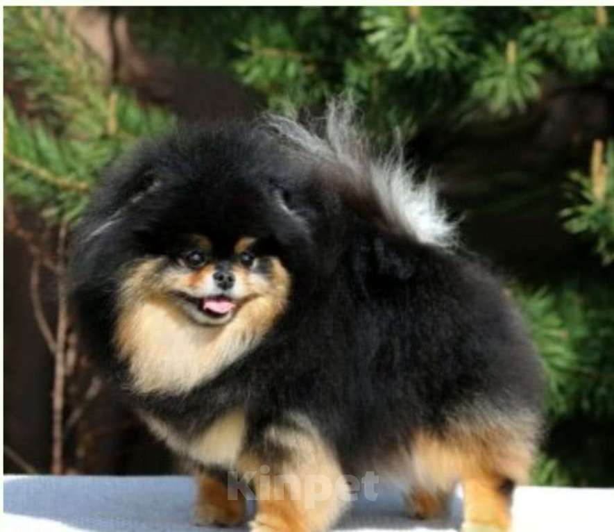 Собаки в Тюмени: Шпиц померанский Мальчик, 40 000 руб. - фото 1