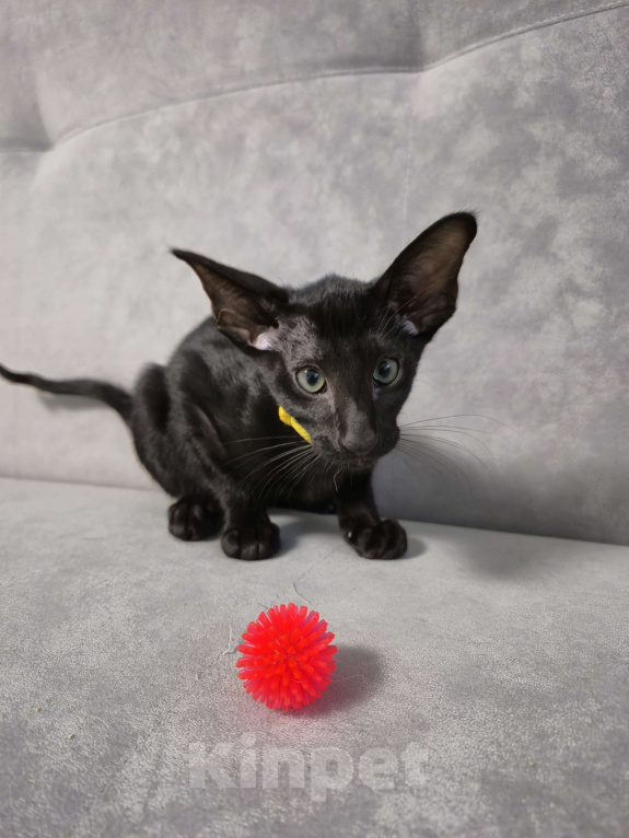 Кошки в Санкт-Петербурге: Ориентальный котенок Мальчик, Бесплатно - фото 1