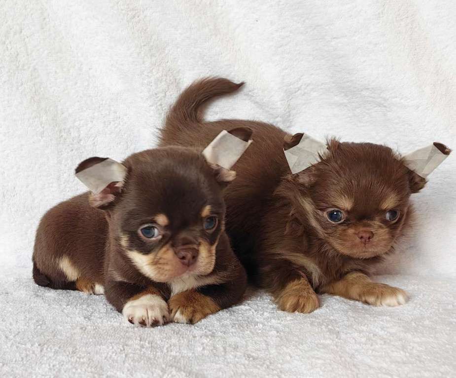 Собаки в Москве: Чихуахуа. Мальчик и девочка Девочка, 60 000 руб. - фото 5