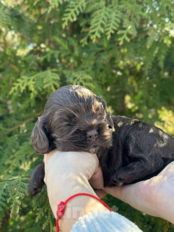 Собаки в Пскове: Американский Кокер Спаниель Девочка, 60 000 руб. - фото 4