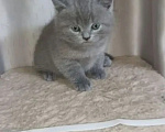 Кошки в Одинцово: Британские котята рождены 12.05.2026 Мальчик, 8 500 руб. - фото 6