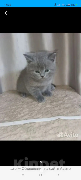 Кошки в Одинцово: Британские котята рождены 12.05.2026 Мальчик, 8 500 руб. - фото 6