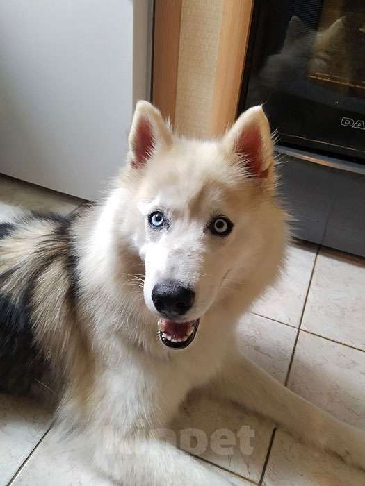 Собаки в Москве: Ищем дом для метиса хаски по имени Альфа Девочка, 10 руб. - фото 5