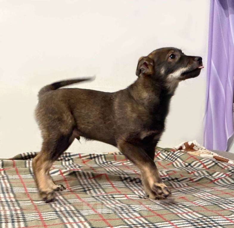 Собаки в других городах Московской области: Марсель Мальчик, Бесплатно - фото 5