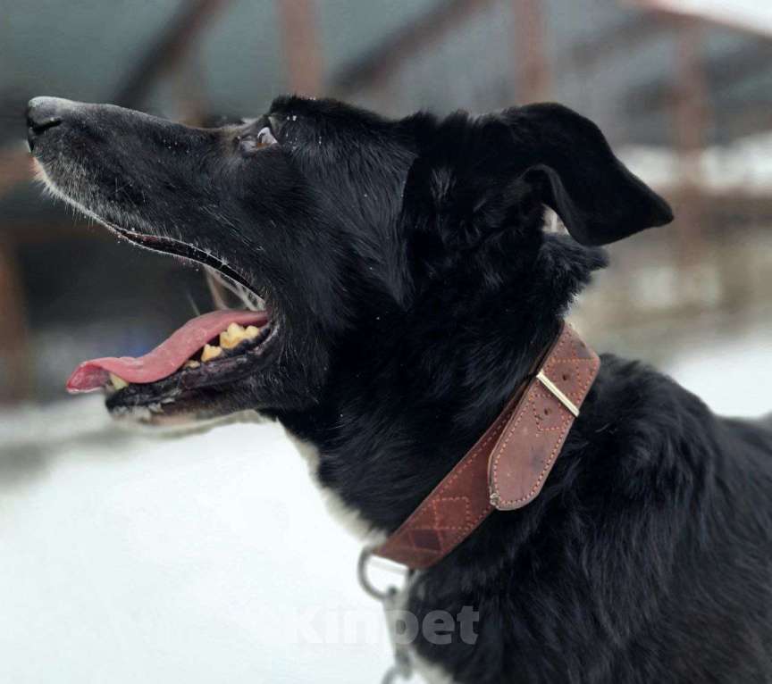 Собаки в Королеве: Разрешите представить красавчика Добби! Мальчик, Бесплатно - фото 7