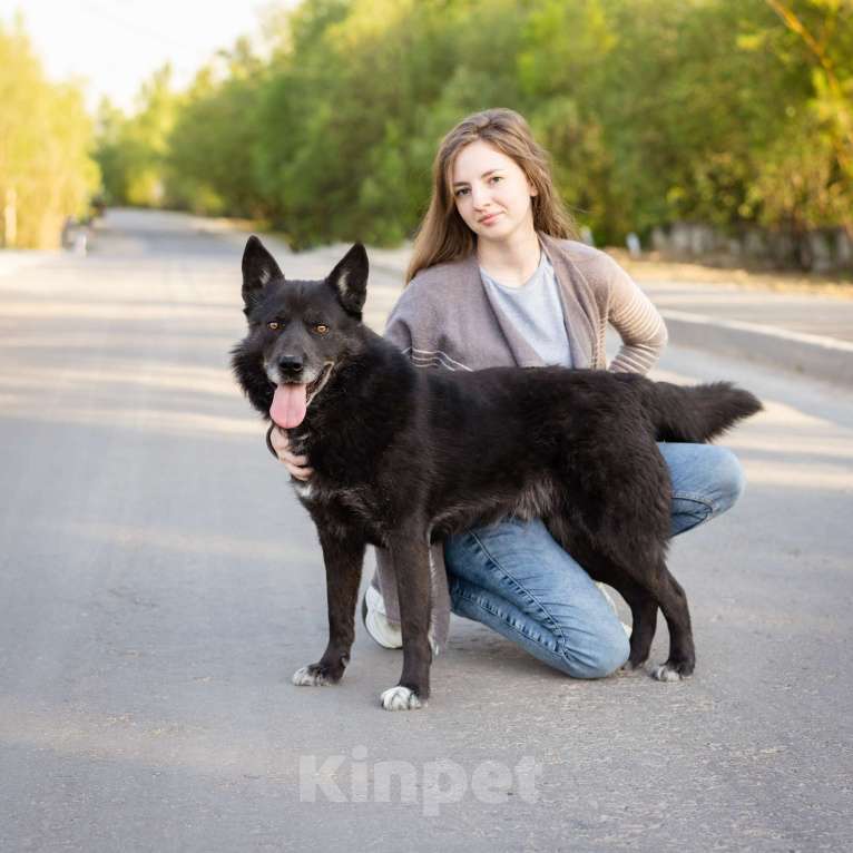 Собаки в Москве: Очень умный пёс-компаньон Мальчик, Бесплатно - фото 4