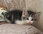 Кошки в Лобне: Котёнок в добрые руки Мальчик, Бесплатно - фото 3