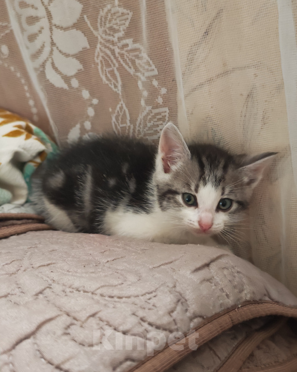 Кошки в Лобне: Котёнок в добрые руки Мальчик, Бесплатно - фото 3