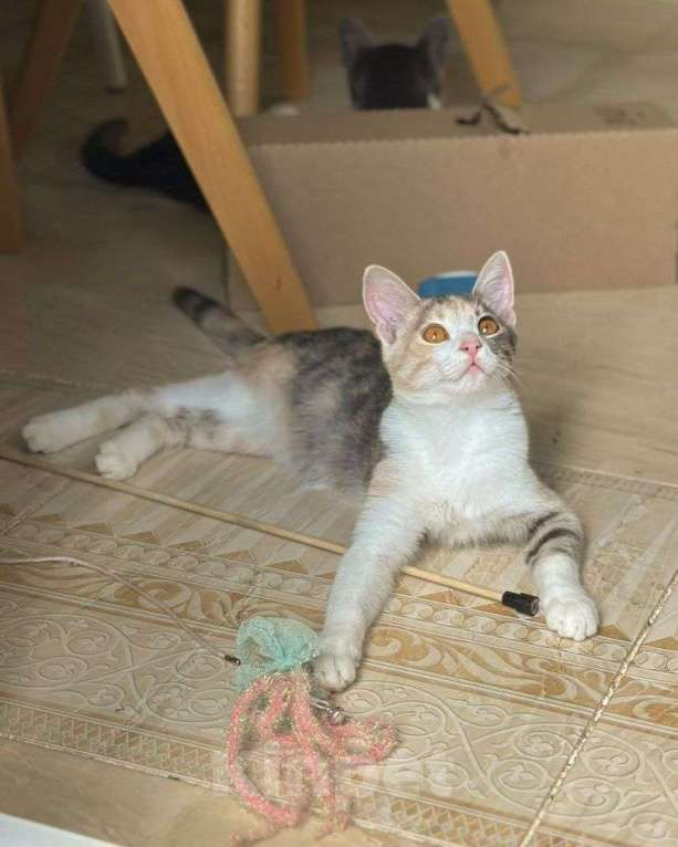 Кошки в Москве: Трехцветный котеночек Мила ищет дом Девочка, Бесплатно - фото 2