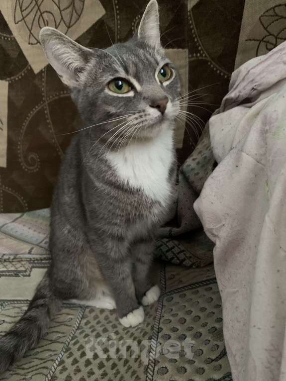 Кошки в Каменске-Уральском: Кошка ищет дом срочно Девочка, Бесплатно - фото 1