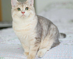 Кошки в Орлове: Голубое золото котик, 45 000 руб. - фото 4