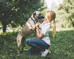 Собаки в Видном: Фреса Девочка, Бесплатно - фото 4