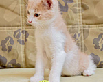 Кошки в Москве: Рыжий котенок Персик ищет дом Мальчик, 1 руб. - фото 6
