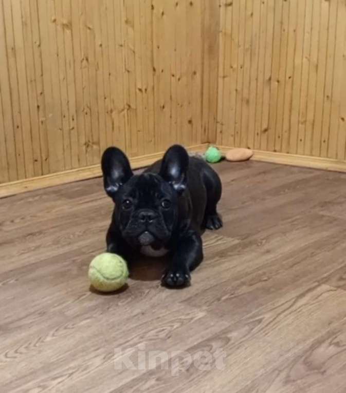 Собаки в Воронеже: Французский бульдог щенок Разнополые, Бесплатно - фото 2