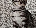 Кошки в Выксе: Бенгальспие котята Девочка, 40 000 руб. - фото 4