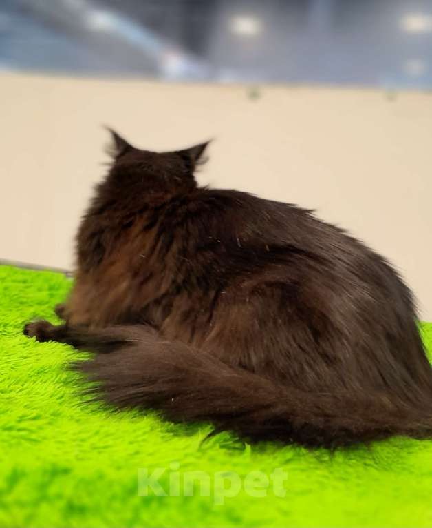 Кошки в Москве: Девочка мейн-куна Девочка, 45 000 руб. - фото 4