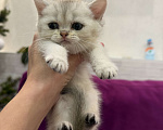 Кошки в Новосибирске: Котята британской шиншиллы Девочка, 13 000 руб. - фото 5