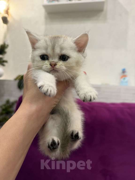 Кошки в Новосибирске: Котята британской шиншиллы Девочка, 13 000 руб. - фото 5