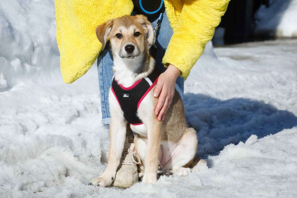Собаки в Москве: Рыжий щенок девочка в добрые руки Мальчик, 11 руб. - фото 7