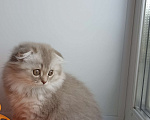 Кошки в Калуге: Шотландские котята Мальчик, 45 000 руб. - фото 2