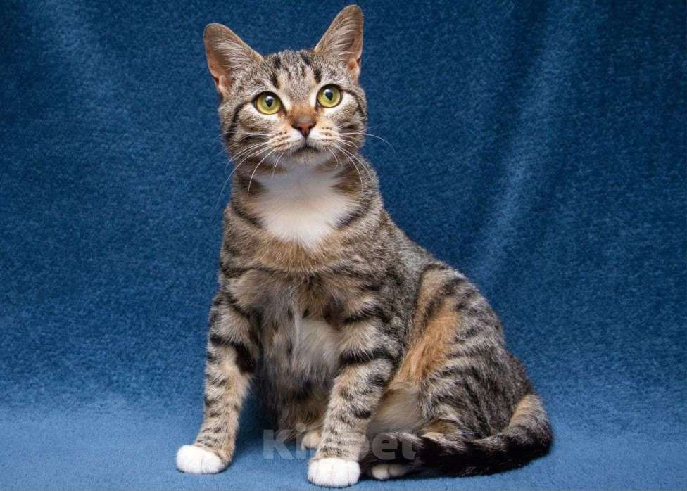 Кошки в Москве: Мирра ищет дом Девочка, Бесплатно - фото 1