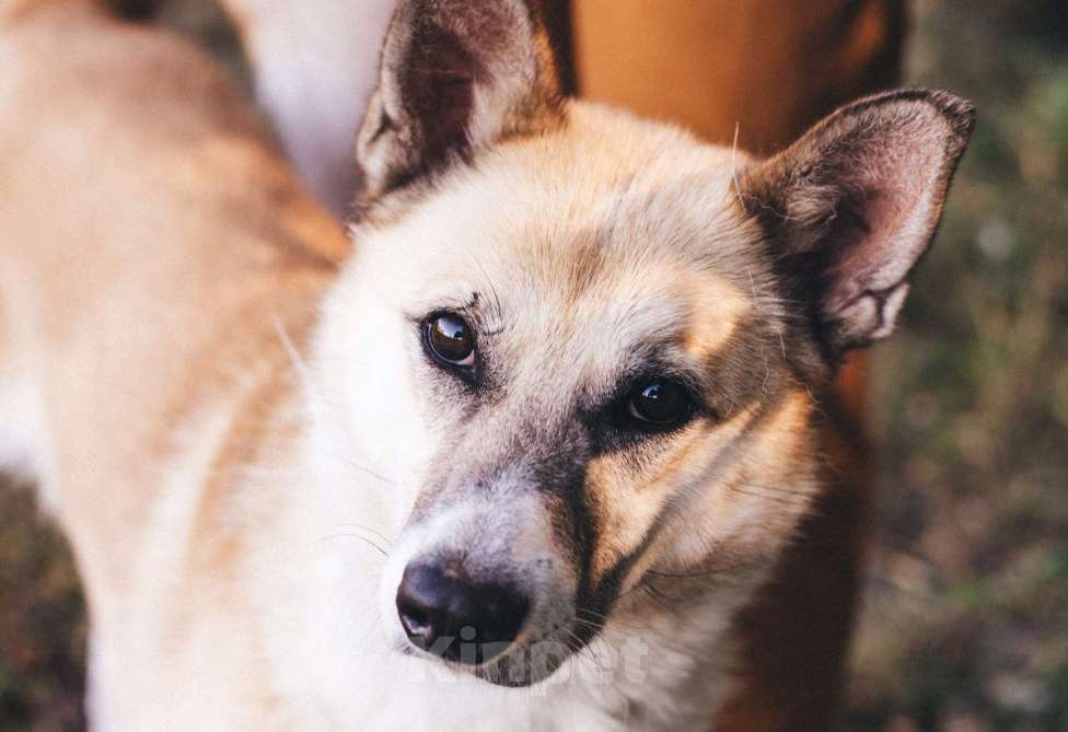 Собаки в Москве: Лора ищет  Девочка, Бесплатно - фото 4