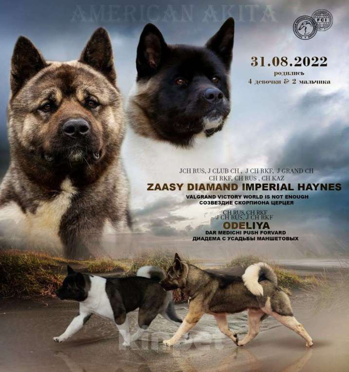 Собаки в Москве: Продаются щенки Американской Акиты от 50 0000 руб., 50 000 руб. - фото 1