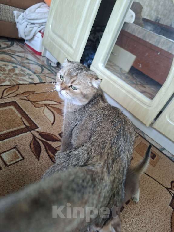 Кошки в Симферополе: 2 мальчика шотландских  Мальчик, 15 000 руб. - фото 8