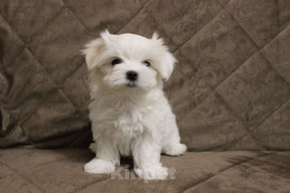 Собаки в Екатеринбурге: Мальтезе РКФ мальчик 2,5 мес. Мальчик, Бесплатно - фото 3