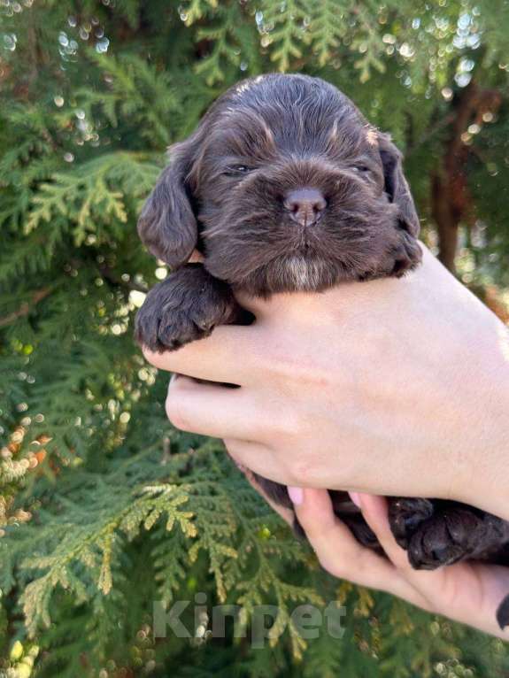 Собаки в Пскове: Американский Кокер Спаниель Девочка, 60 000 руб. - фото 6