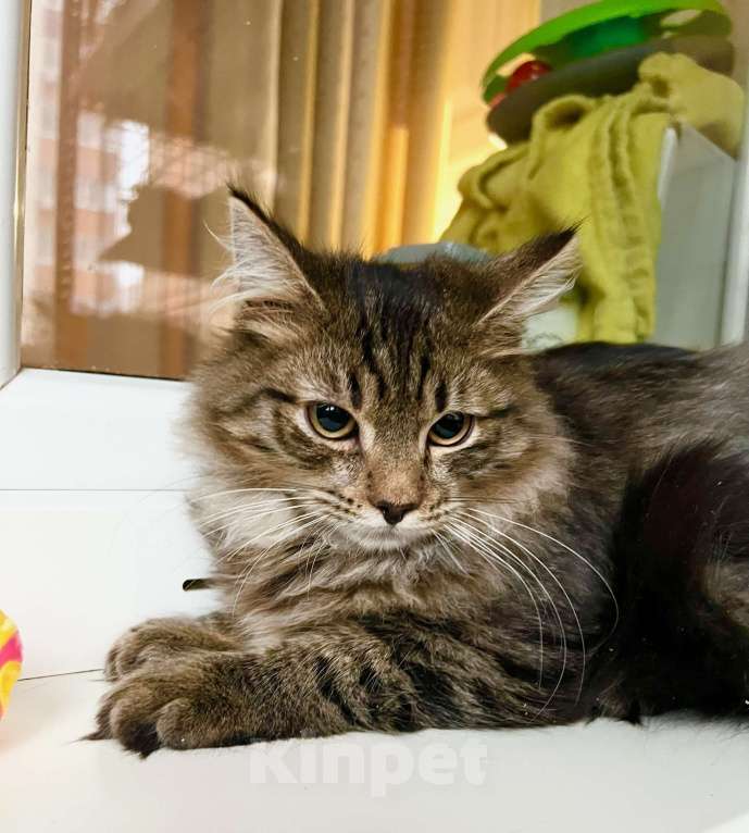 Кошки в Москве: Бесхитростный пушистик, котенок Джой в добрые руки Мальчик, Бесплатно - фото 10