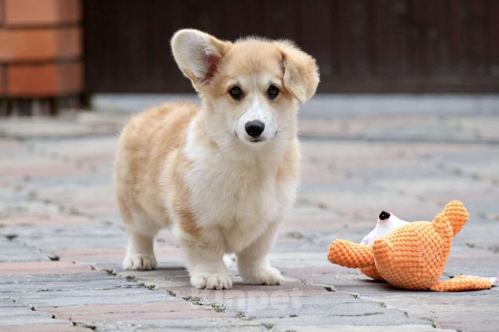 Собаки в Москве: Вельш корги пемброк Девочка, 40 000 руб. - фото 5