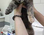 Кошки в Москве: Котенок Юкки ищет дом Девочка, Бесплатно - фото 1