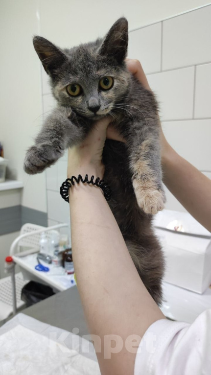 Кошки в Москве: Котенок Юкки ищет дом Девочка, Бесплатно - фото 1