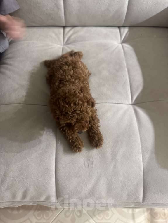 Собаки в Москве: Той пудель мальчик 💛 Мальчик, 60 000 руб. - фото 3